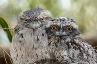 Tawny Frogmouth Chick and Parent.
