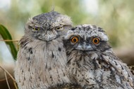 Tawny Frogmouth Chick and Parent.