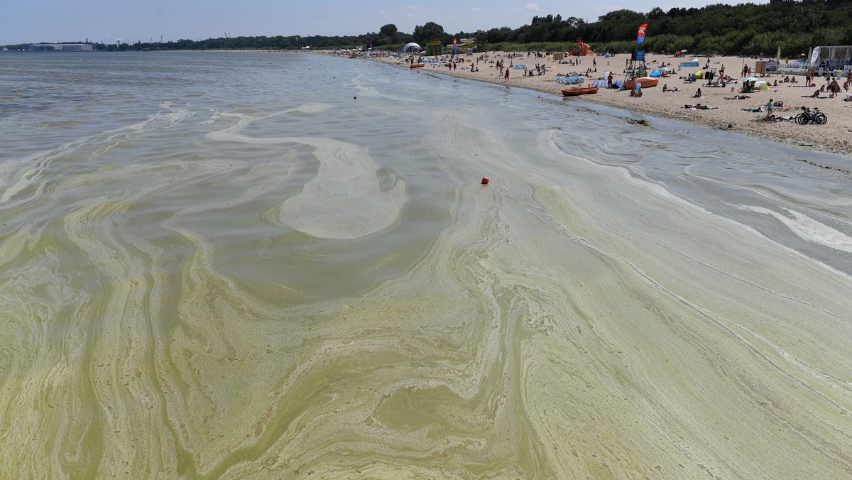 Sinice w Brzeźnie 24.07.2018 r.