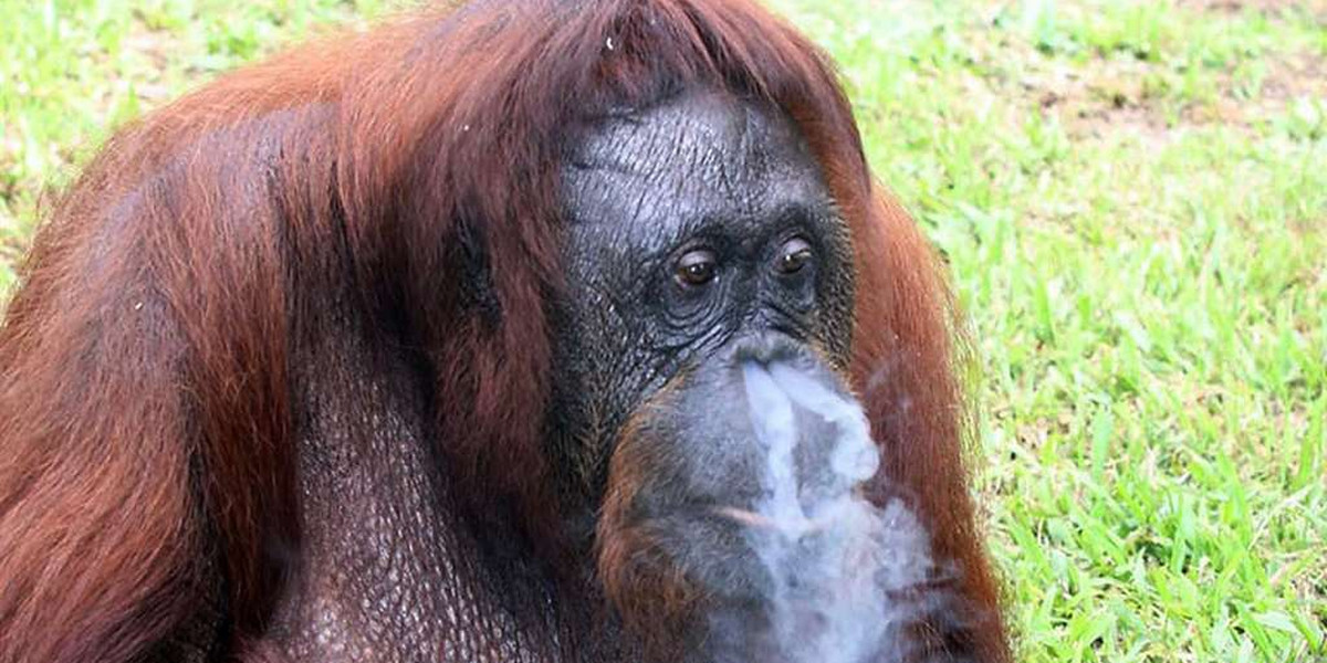Orangutan musi rzucić palenie