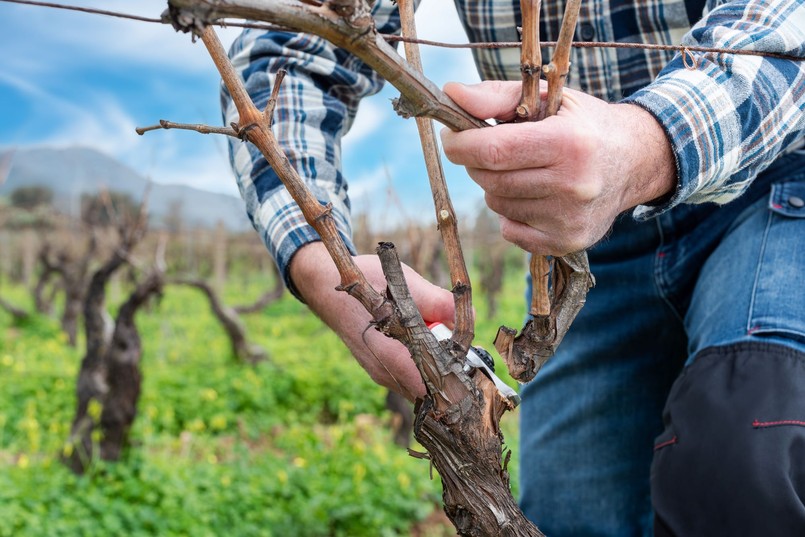 Zimowe cięcie winorośli - odcinanie starej łozy. Na zdjęciu widać też dwa pędy zapasowe na przyszły rok.