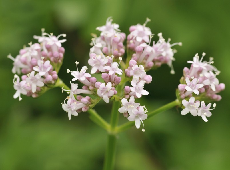 Kozłek lekarski (Valeriana officinalis)