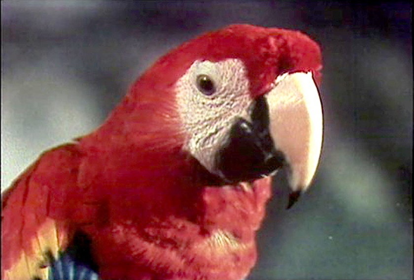 Papuga Douglas