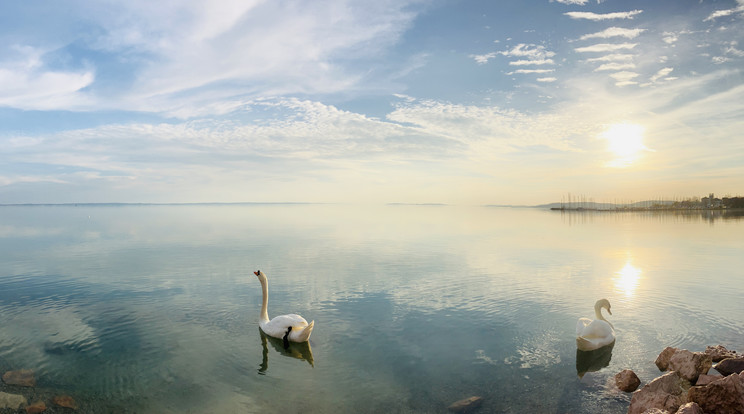 Még csak a hattyúk merészkednek a Balatonba, de nyáron fürdőzőkkel lesz tele a tó / Fotó: Pozsonyi Zita