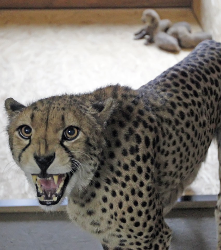 Młode gepardy w śląskim zoo