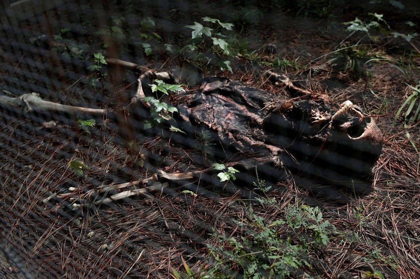 "Farma tela" u Teksasu