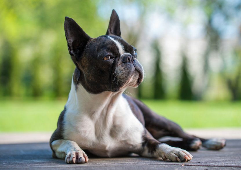 Boston terrier