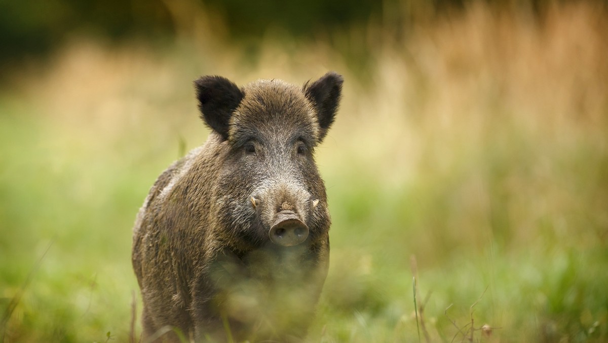 Dzik, który w środę w pobliżu ulicy Jagodowej w Krakowie zaatakował trzy osoby, został uśpiony i przewieziony do Zakładu Higieny Weterynaryjnej, gdzie będzie zbadany pod kątem wścieklizny i innych chorób - podała policja.