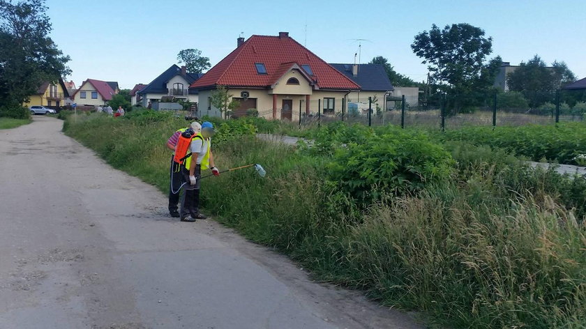 W Mostach przez opryski padły pszczoły?