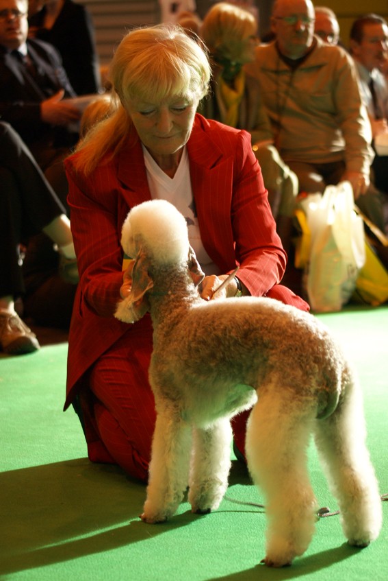 CRUFTS psy i ich właściciele