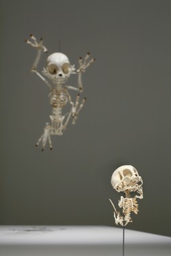 Szkielet Donalda na wystawie w Bazylei