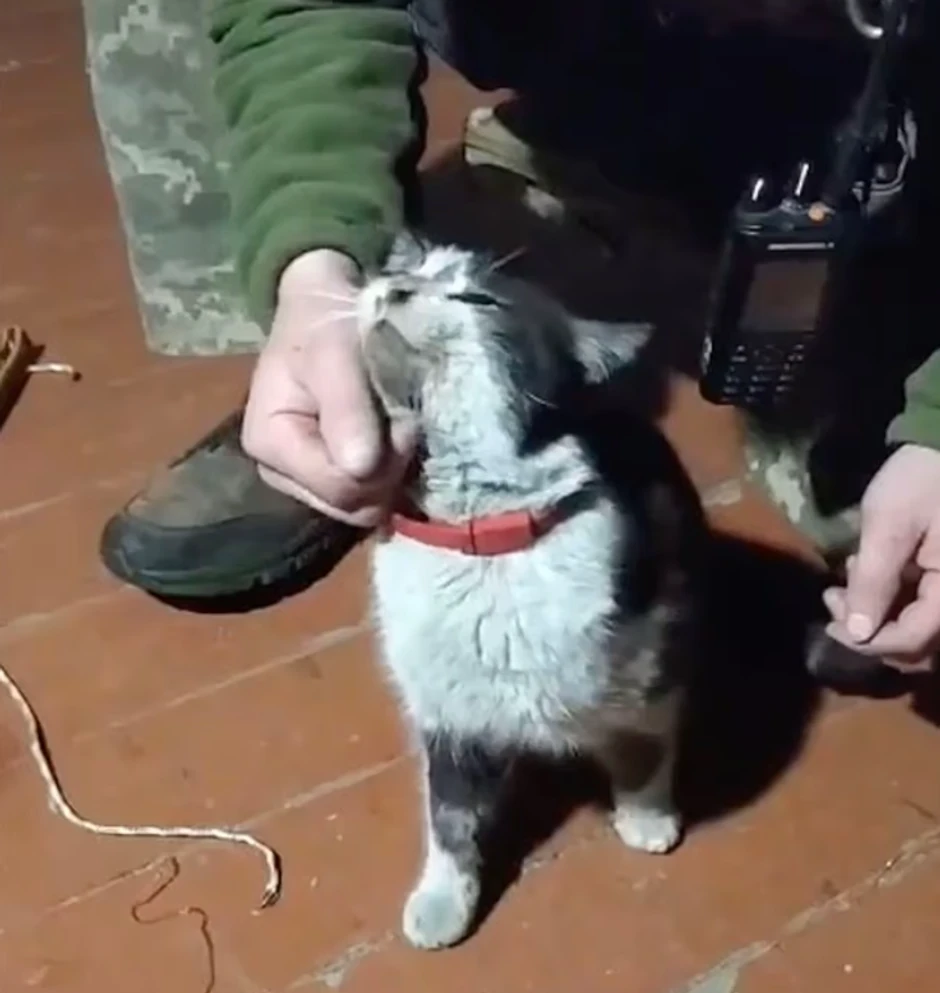 Mačak spasen sa ukrajinskog fronta