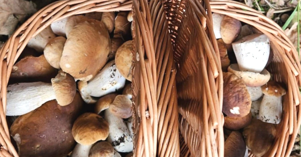 Trudny QUIZ o grzybach: jadalny czy trujący? Myślisz, iż znasz się na grzybach? Ten quiz gwałtownie to sprawdzi