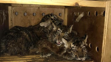 Na lotnisku w Libanie znaleziono pudło z trzema tygrysami. Leżało tam tydzień