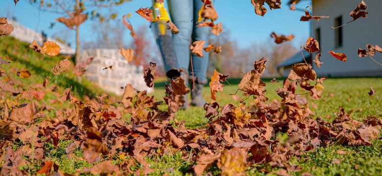 Liście z drzewa sąsiada spadają na moją działkę. Kto ma obowiązek sprzątania? Co mówią przepisy? Kiedy można dostać mandat?