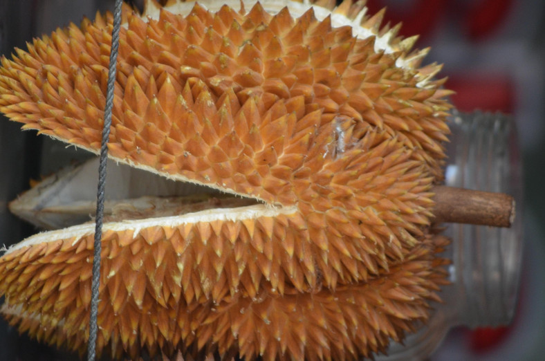 Durian może ważyć nawet 7 kg, fot. Krzysztof Świercz