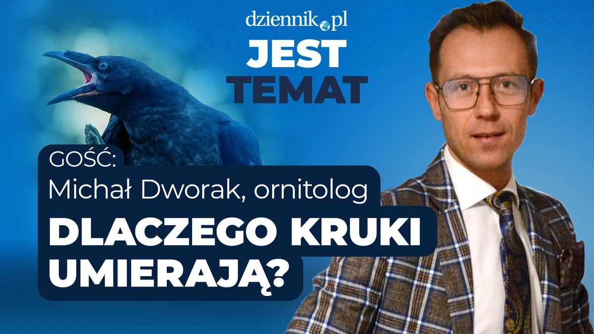  Dlaczego w Warszawie umierają ptaki? Jest Temat Dziennik.pl