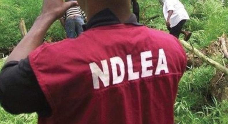 NDLEA says it will continue to cripple the activities of illicit drug dealers in the state (image used for illustration) [Vanguard]