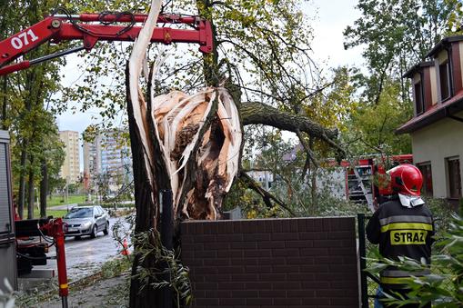 Niż Hendrik, 21 października. Strażacy usuwają powalone drzewo na ul. Modrej w Szczecinie