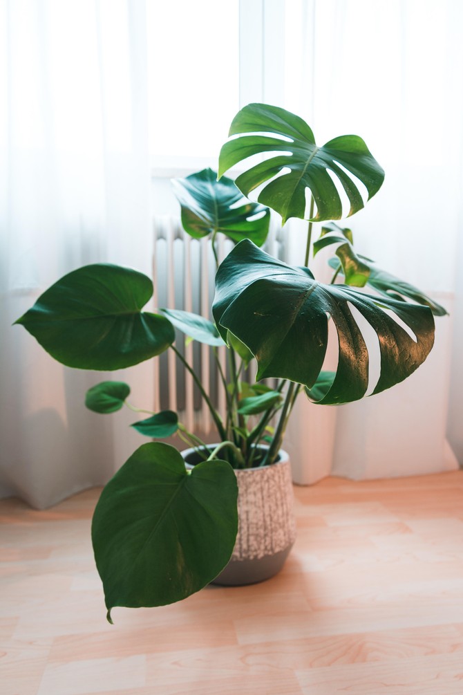 Monstera