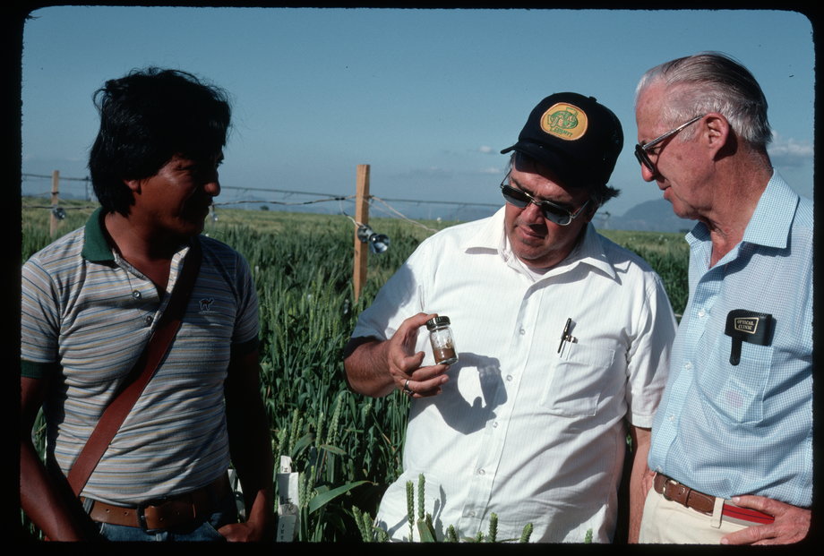 Norman Borlaug (po prawej) i naukowcy badają grzyb rdzy, który atakuje pszenicę.
