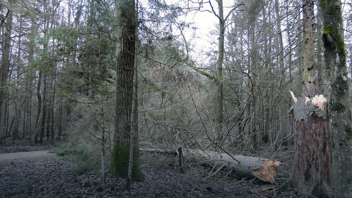 Na terenie rezerwatu krajobrazowego Władysława Szafera, wzdłuż drogi wojewódzkiej nr 689 między Hajnówką a Białowieżą, trwa usuwanie martwych drzew zagrażających bezpieczeństwu ludzi. Leśnicy apelują o ostrożność.