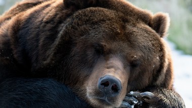 Które zwierzęta przesypiają zimę? 7/10 to poziom mistrza
