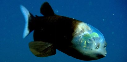 W głębinach oceanu odkryli rybę z przezroczystą głową. Wygląda jak kosmita!