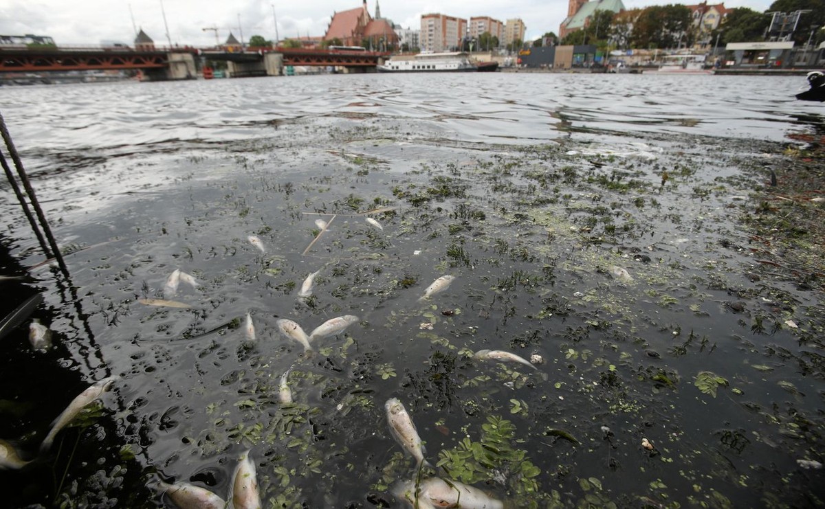 Katastrofa ekologiczna na Odrze