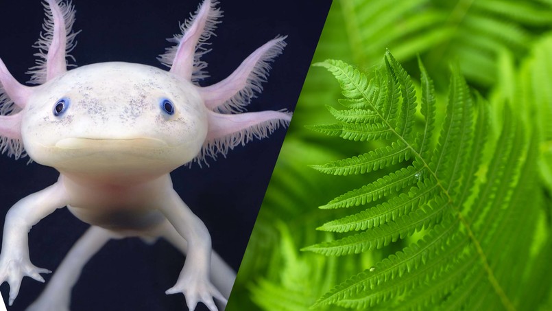 Quiz biologia przyroda z biologii przyrody