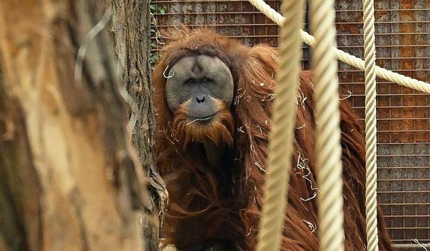 Retka vrsta tapanuli orangutan otkrivena je 2017, ali stručnjaci strahuju da bi uskoro mogla da nestane | Foto: Getty Images