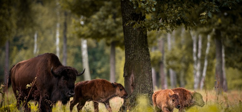 Białowieski Park Narodowy zachęca do odwiedzin w Rezerwacie Pokazowym Żubrów