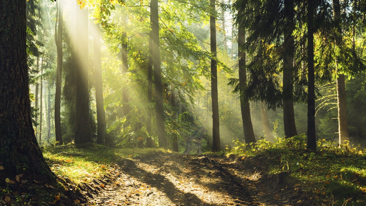 W Stacji Badawczej Polskiej Akademii Nauk w Mikołajkach powstaje arboretum, w którym prezentowane będą kolekcje drzew, krzewów i roślinności przybrzeżnej. Będzie to druga - obok leśnego arboretum w Kudypach - tego typu placówka w woj. warmińsko-mazurskim.