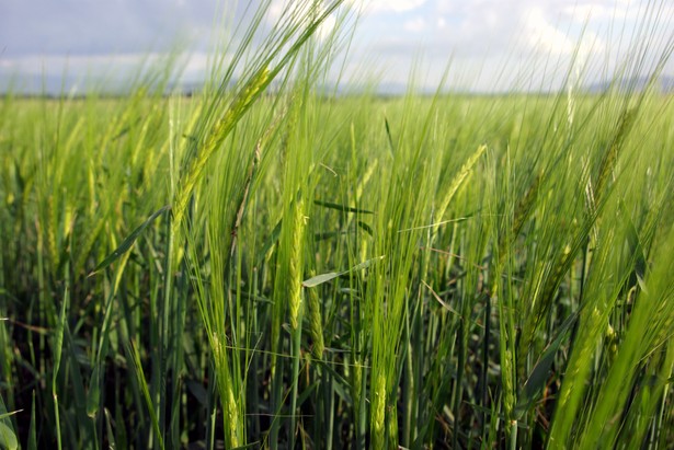 Zbożem, ze względów etycznych, nie chce palić Vattenfall