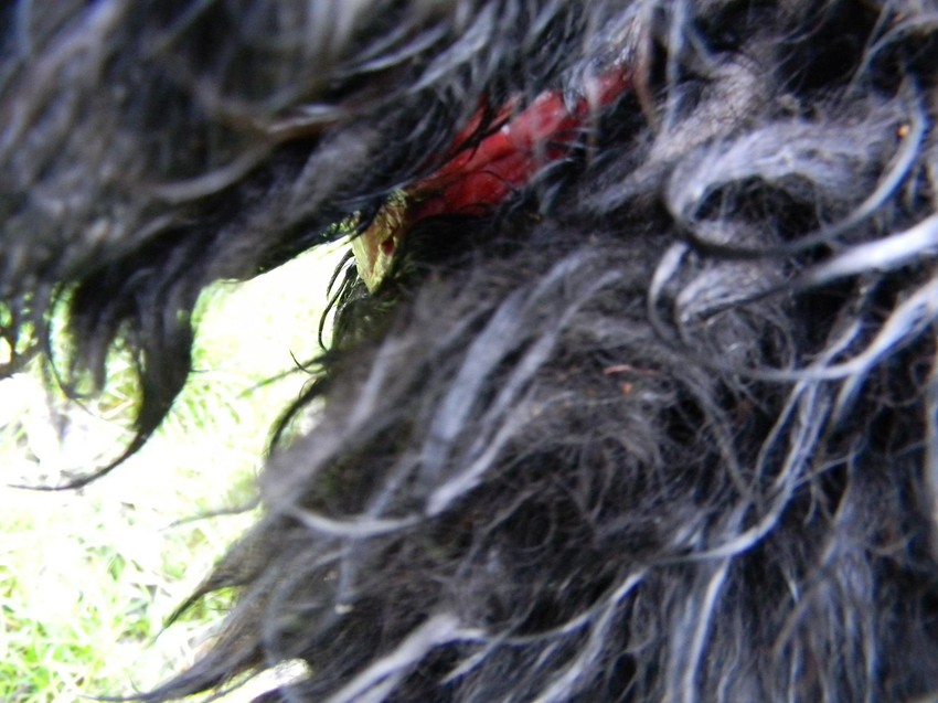 Vesna Belić uspela je da je skine, a ispod nje su bile žive rane