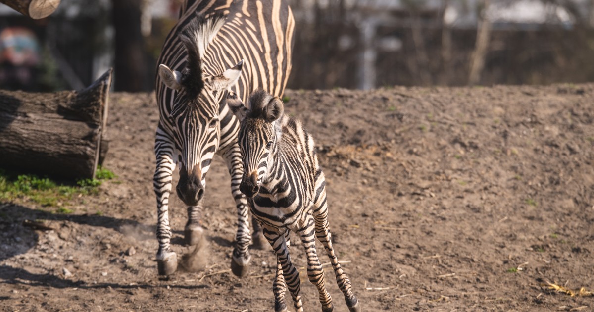 Pasiasta piękność bryka w zoo