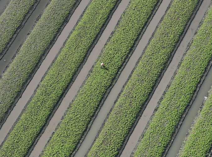 Zalane uprawy w prowincji Pathum Thani
