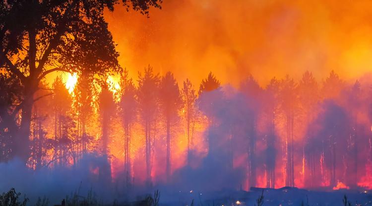 Tűzoltók oltják július 13-án az Izsák és Soltszentimre közötti erdőben délután keletkezett tüzet