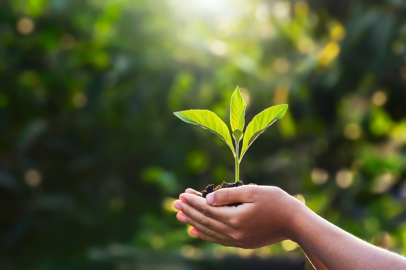 Biologia quiz z biologii kwiat przyroda roślina Hand,Children,Holding,Young,Plant,With,Sunlight,On,Green,Nature