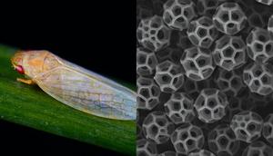 Leafhoppers (left) are a common backyard insect that secrete amazingly complex nanoparticles called brochosomes (right).Lin Wang and Tak-Sing Wong