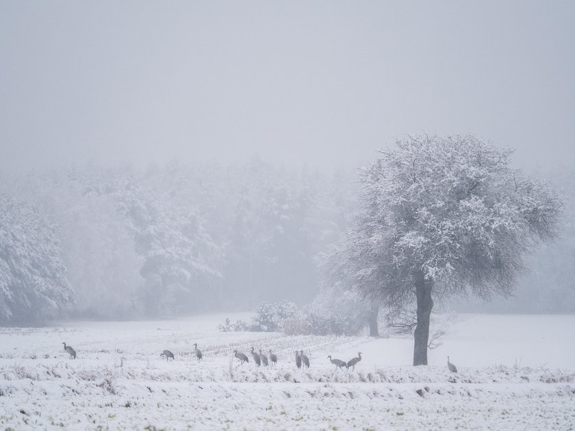 Zima w Polsce zaskoczyła żurawie