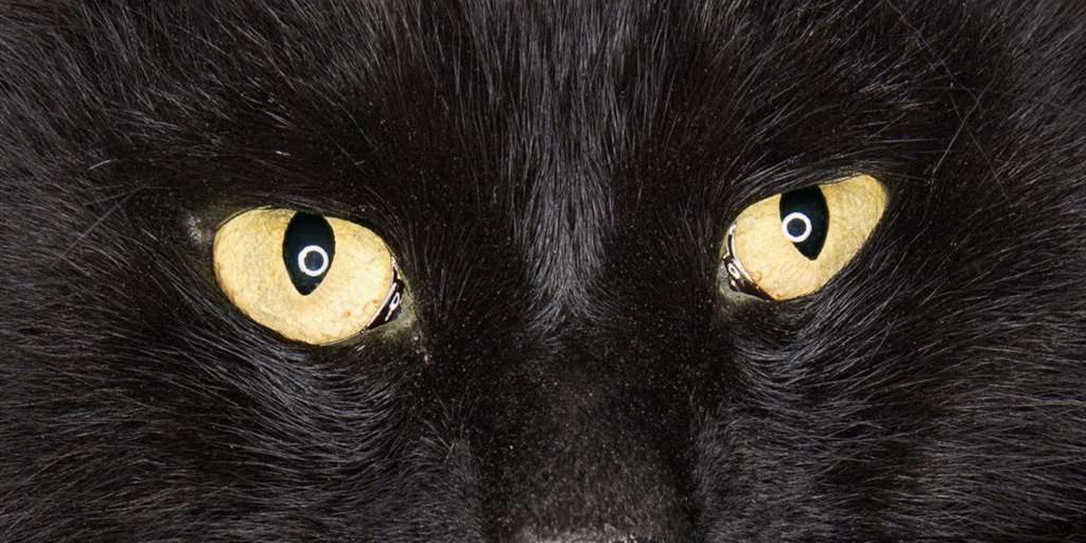 Uważaj na pecha. Dziś dzień czarnego kota