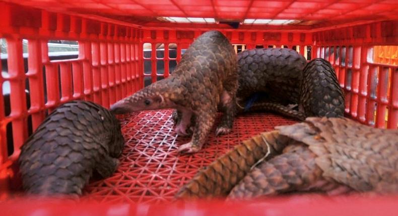 Pangolin scales are sometimes used in the production of illegal drugs. The creature's meat is also prized as an edible delicacy and its body parts as an ingredient in traditional medicine in parts of Asia