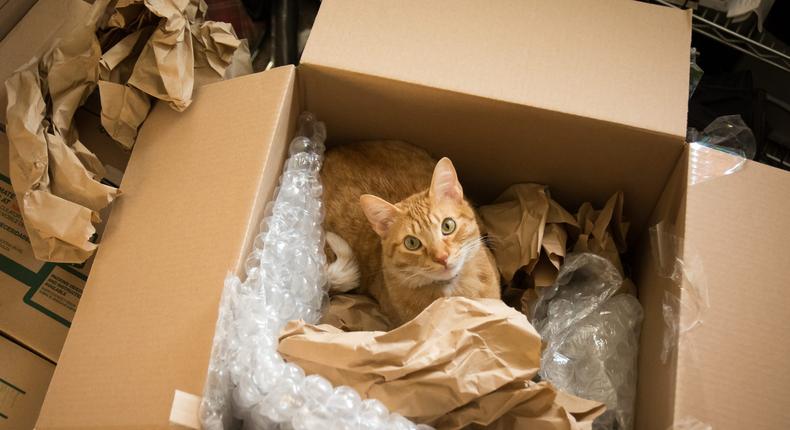 A cat in a box surrounded by bubble wrap. Used for illustration purposes only.Moment/Getty Images