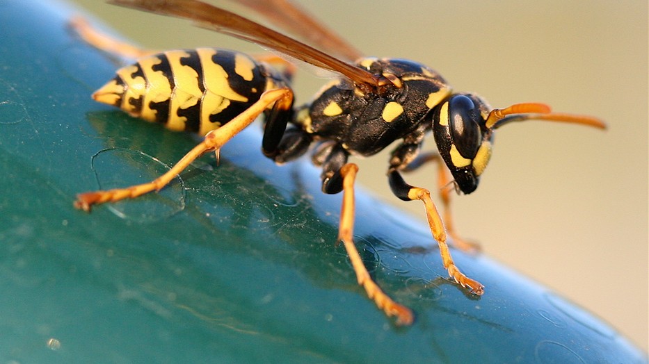 Az allergiásokkal egy darázscsípés percek alatt végezhet (illusztráció)