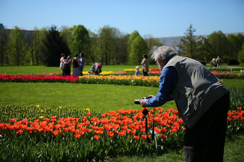 Festiwal tulipanów w Ogrodzie Botanicznym w Łodzi 