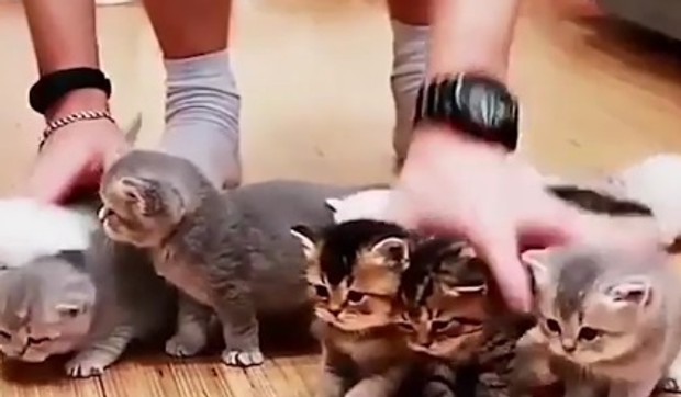 Mačići fotografija životinje ljubimci prtscn Facebook