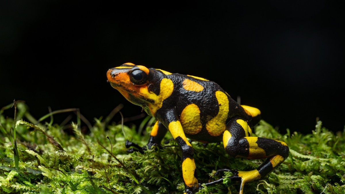 Harlekin žaba