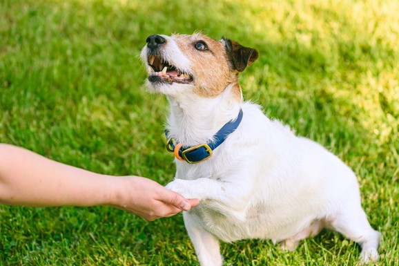 Sud dosudio 5.000 evra vlasniku psa nakon što je njegov ljubimac pregažen, a vozač pobegao