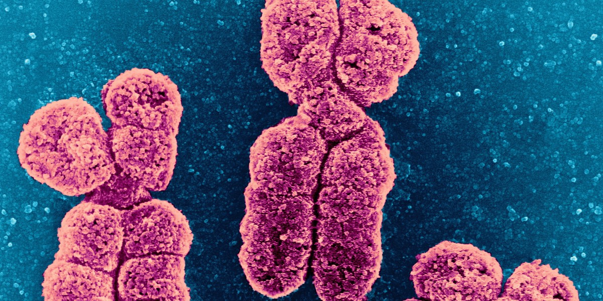 Czyje Chromosomy Decydują O Płci Dziecka Ojca Czy Matki Chromosomy dziecka pod pełną kontrolą - Wiadomości